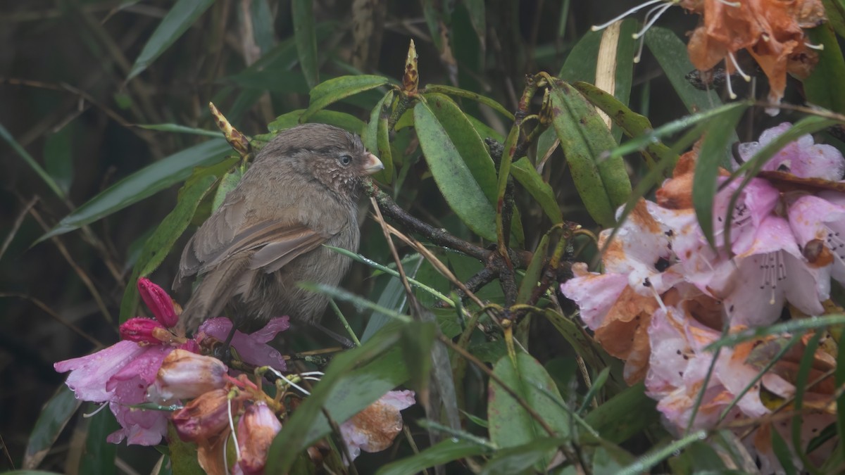 Brown Parrotbill - ML618482724