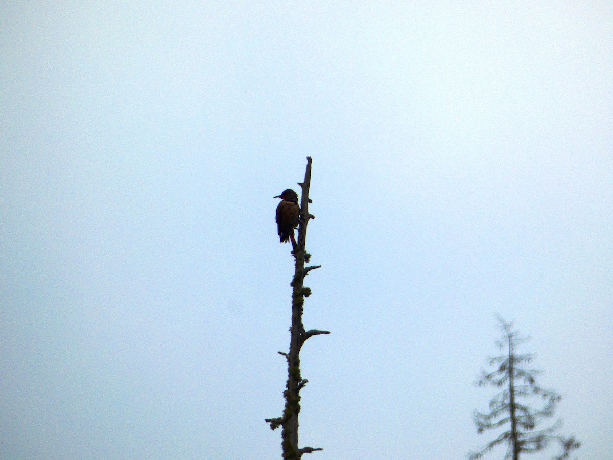 Northern Flicker - ML618482728