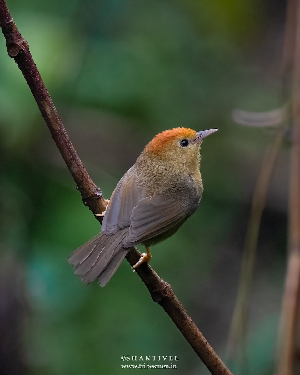 Rufous-capped Babbler - Shakti - Tribesmen.in