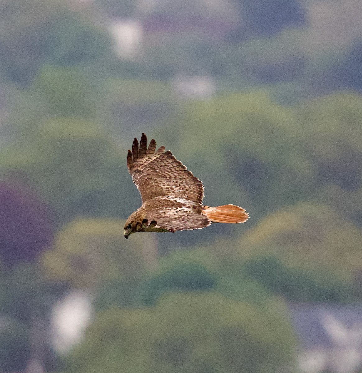 Red-tailed Hawk - Michael Yellin