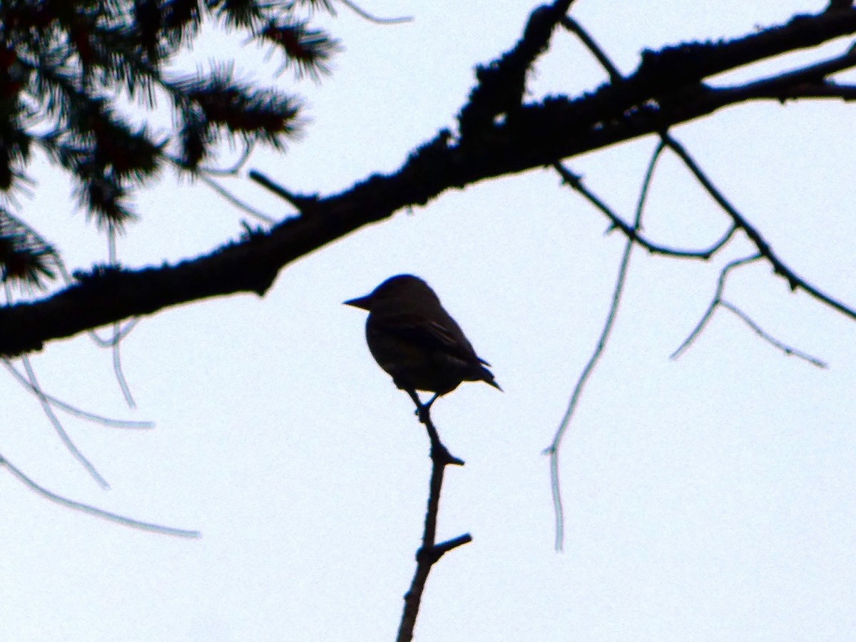 Olive-sided Flycatcher - ML618482738