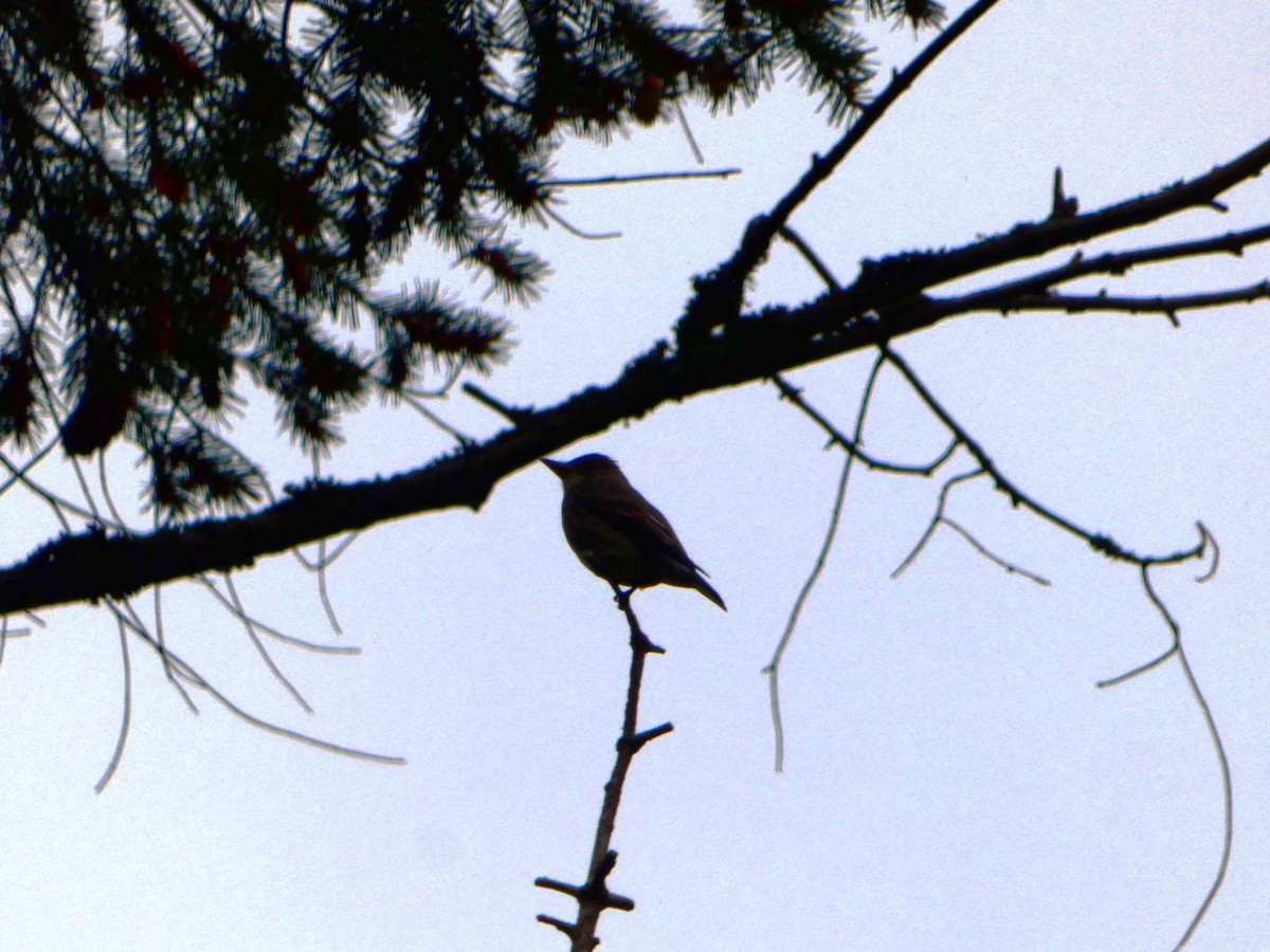 Olive-sided Flycatcher - ML618482739