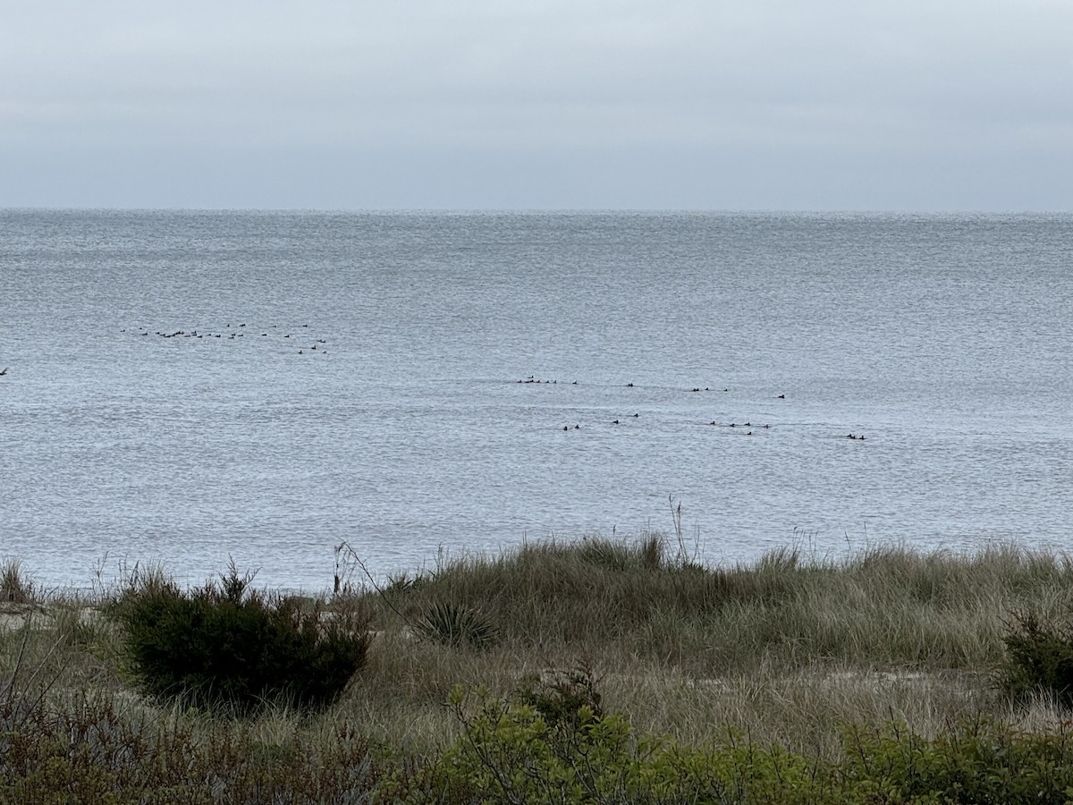 Black Scoter - Chris Wood