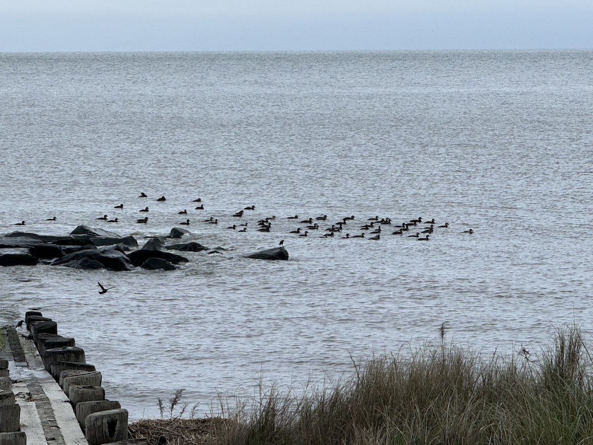 Black Scoter - Chris Wood