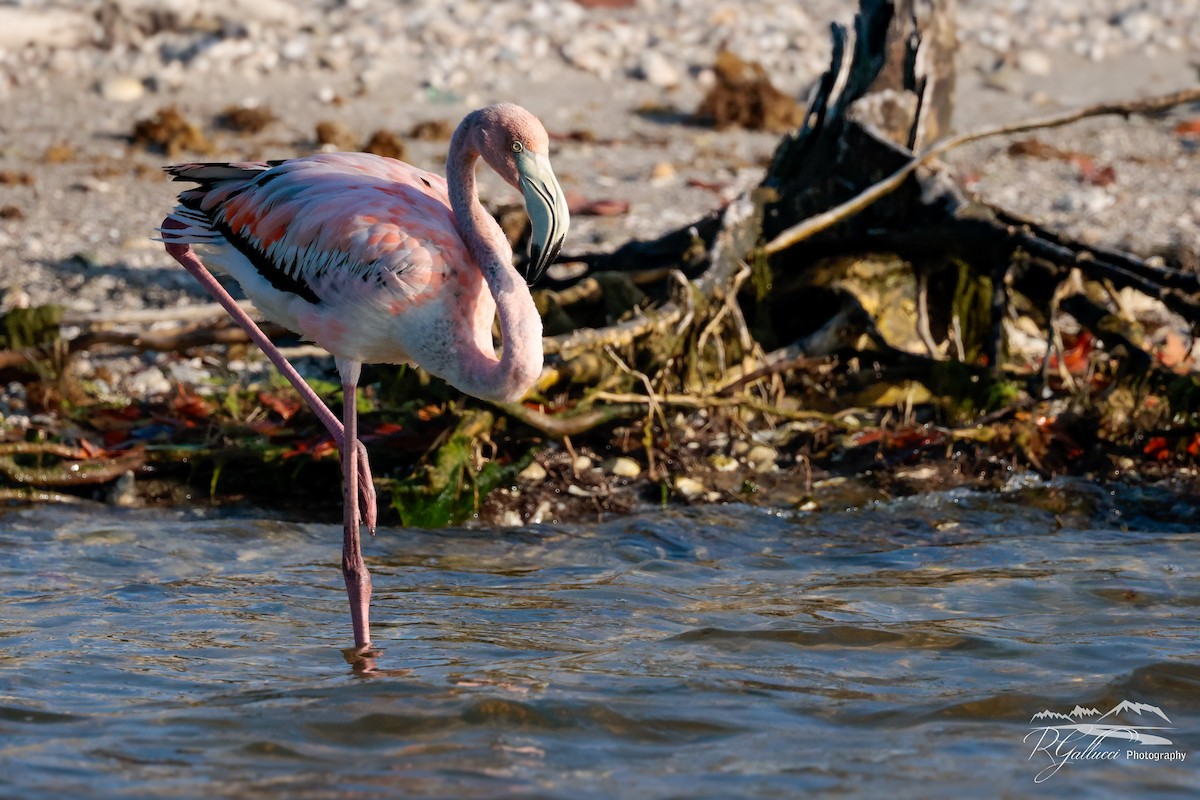 American Flamingo - ML618482746