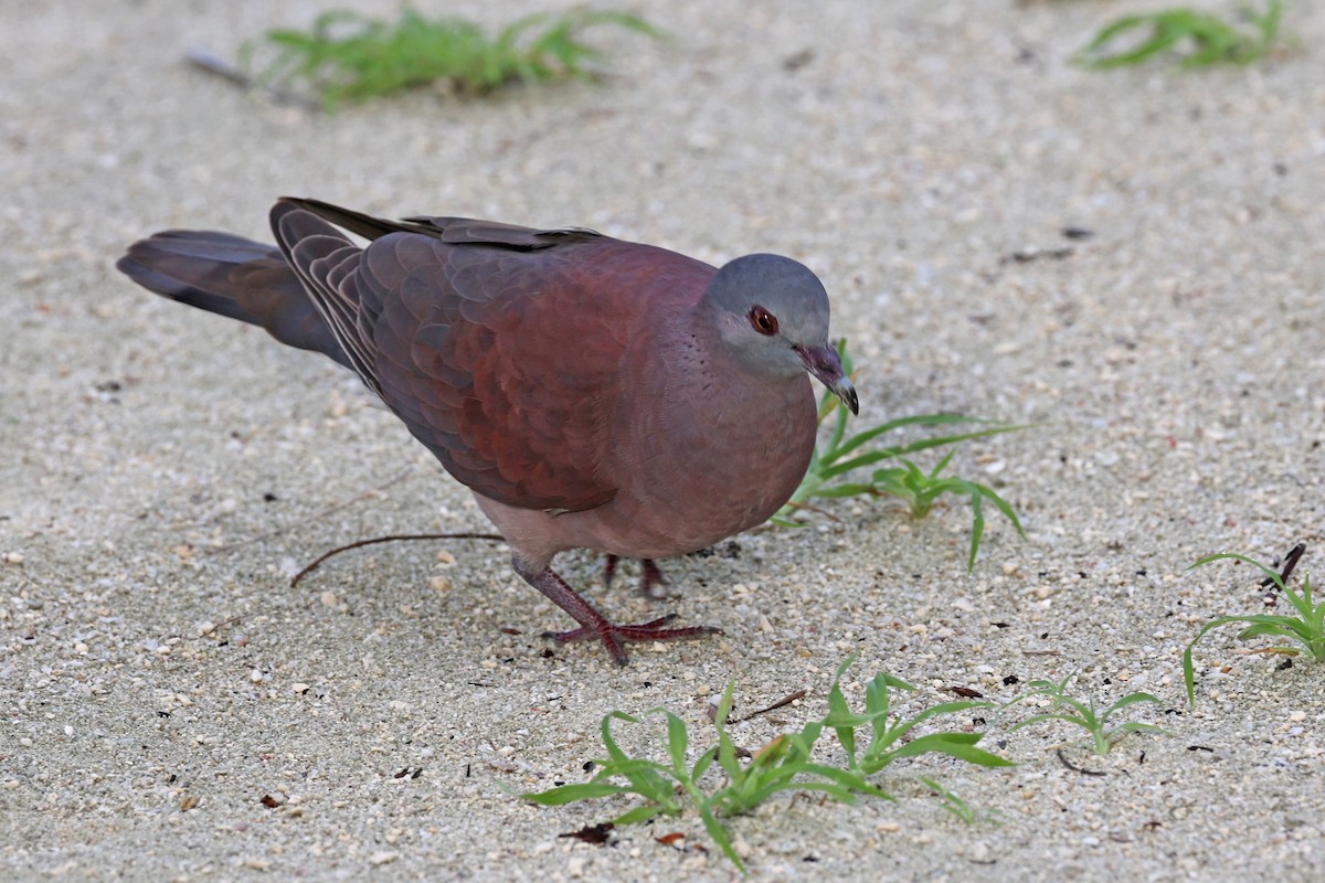 Malagasy Turtle-Dove - Alan Bedford-Shaw