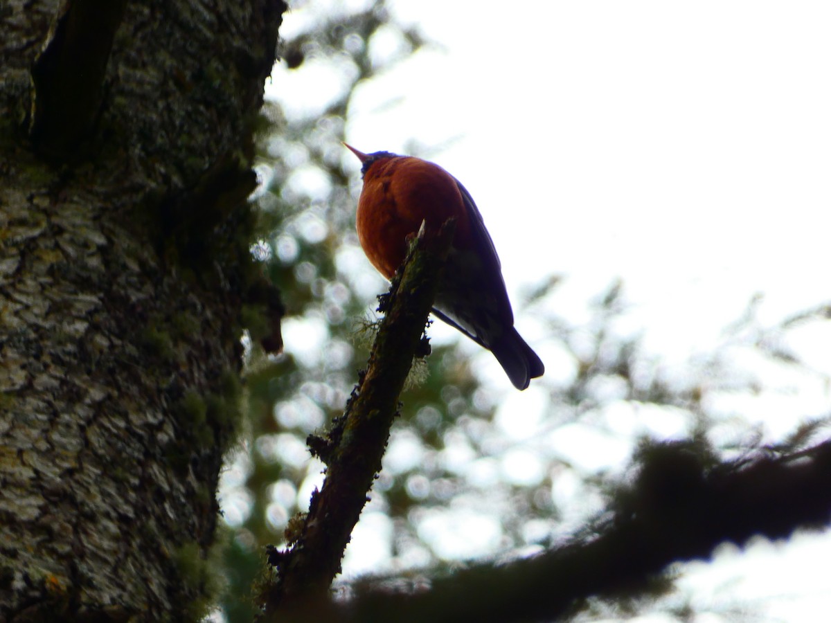 American Robin - ML618482750