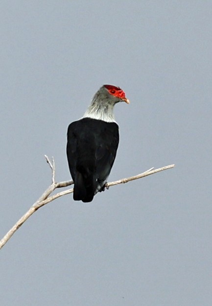 Seychelles Blue-Pigeon - Alan Bedford-Shaw