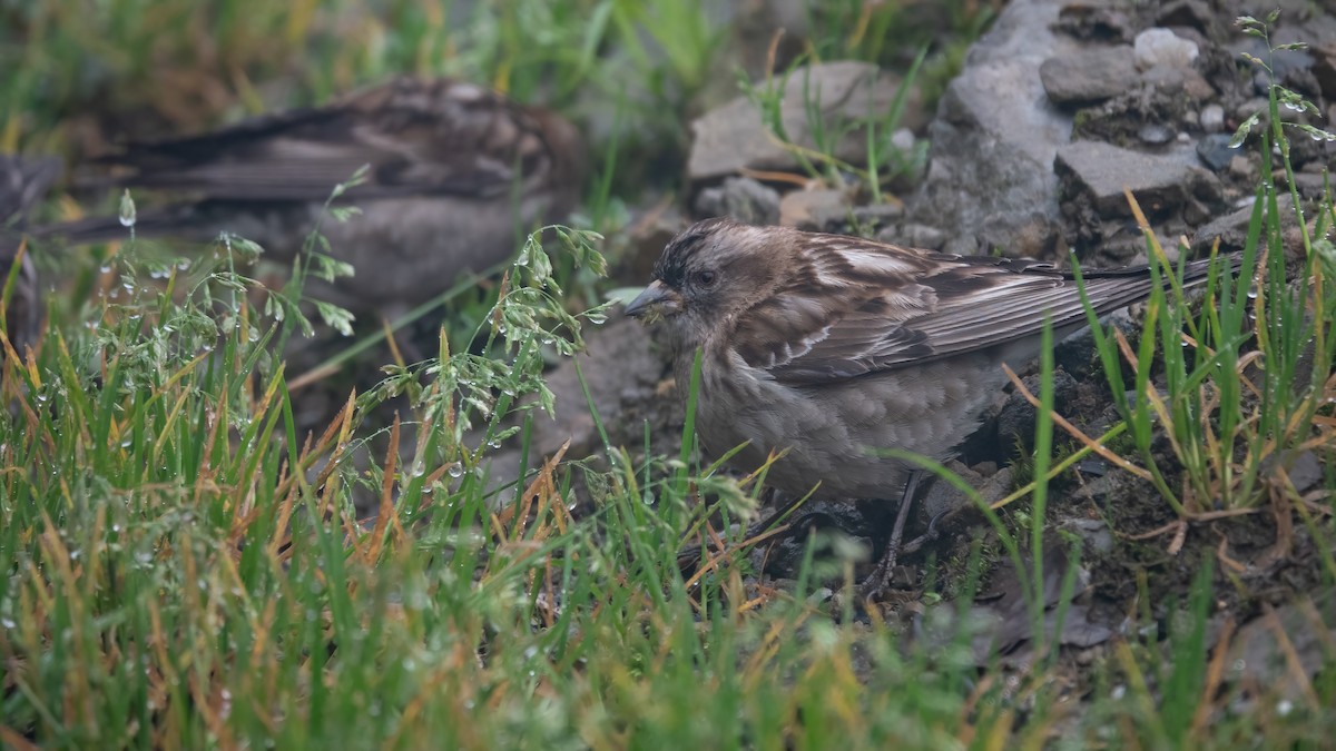 Plain Mountain Finch - ML618482772