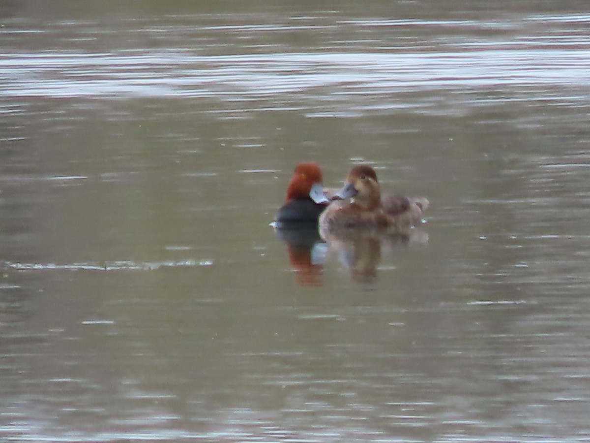 Redhead - ML618482777