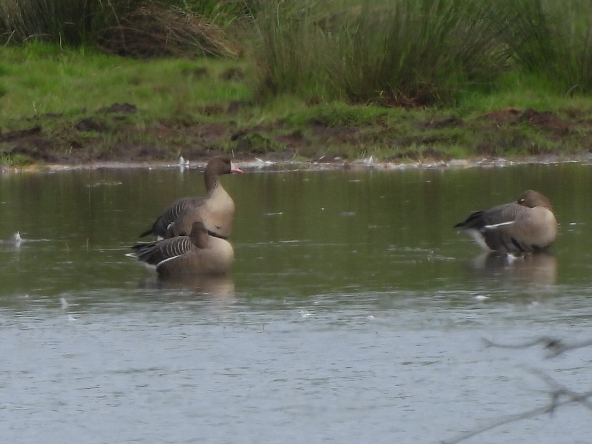 Greater White-fronted Goose - Frithjof Vogeley