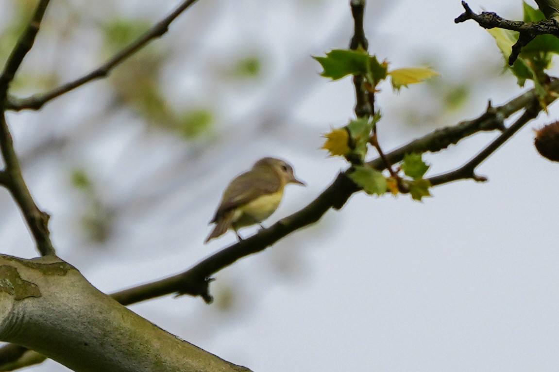 Warbling Vireo - ML618482791