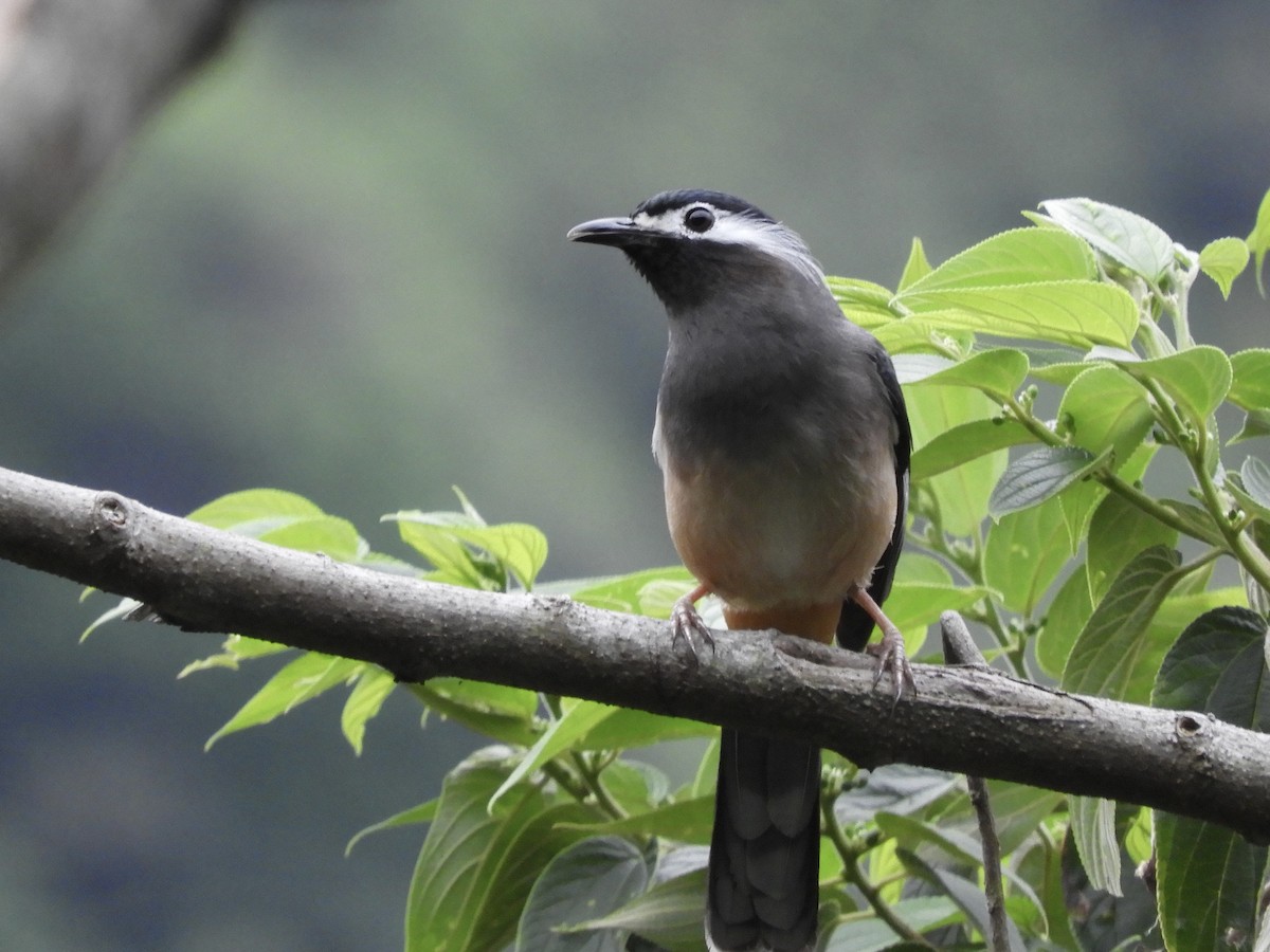 White-eared Sibia - ML618482827