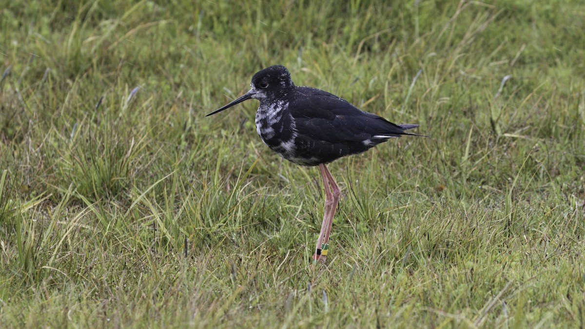 Black Stilt - Markus Craig