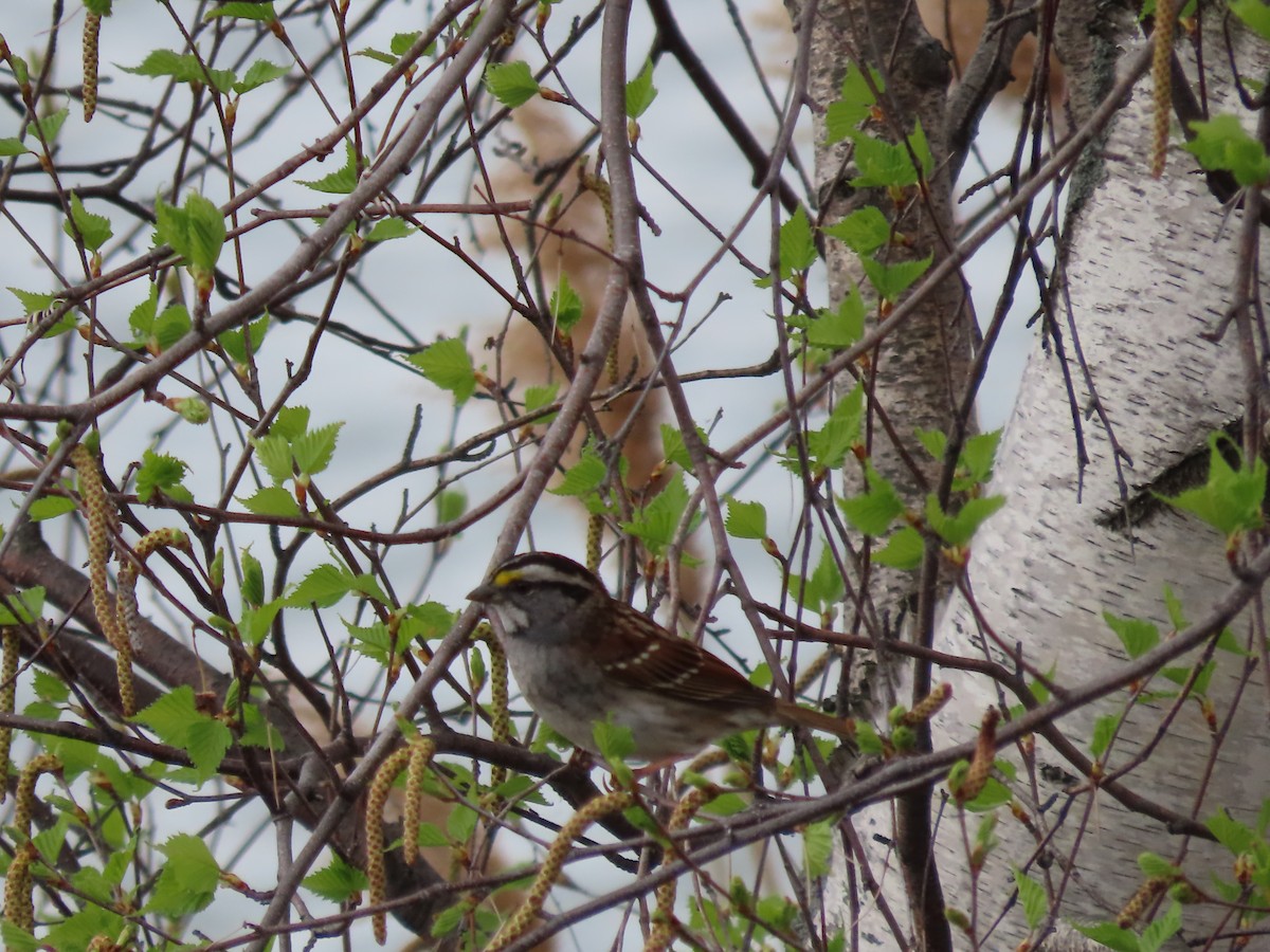 White-throated Sparrow - ML618482874