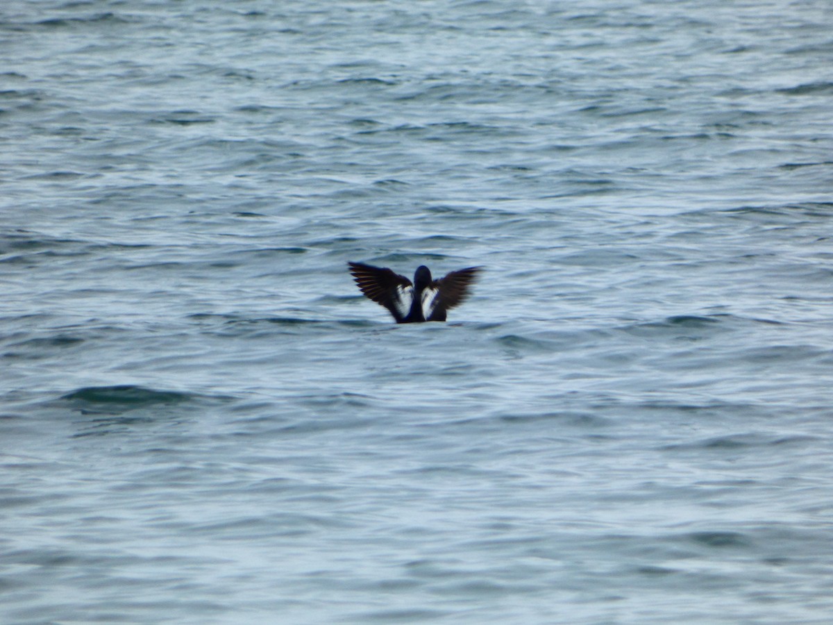 Pigeon Guillemot - ML618482893