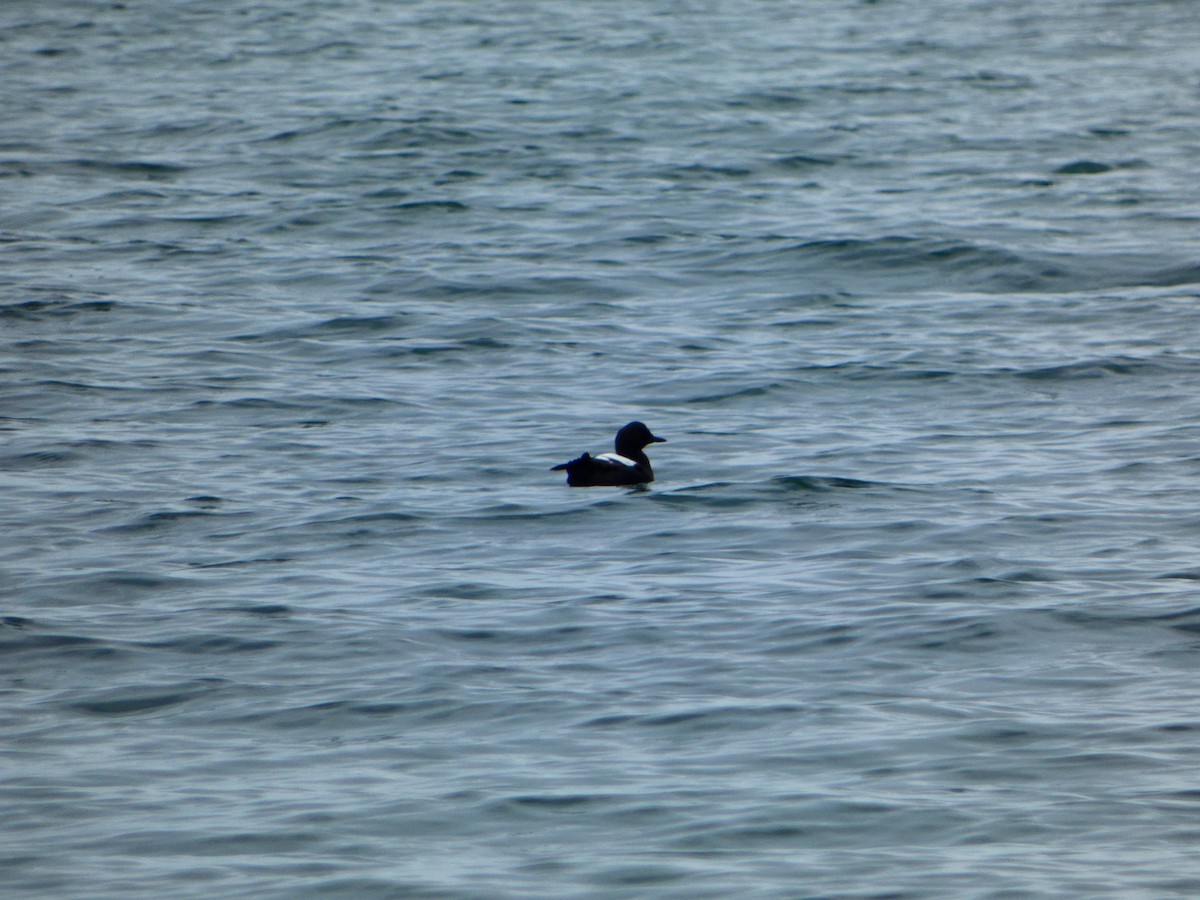 Pigeon Guillemot - ML618482894