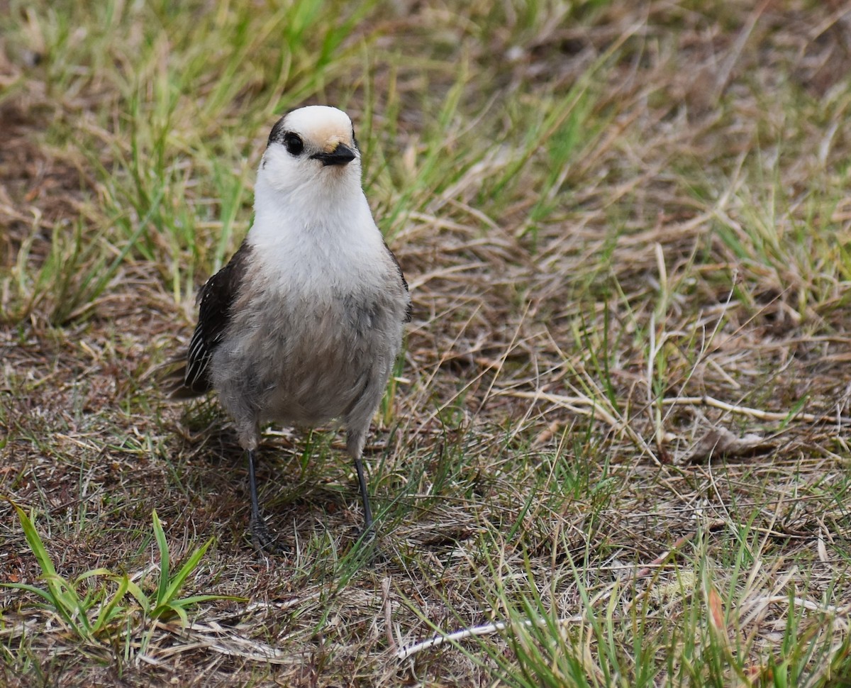 Canada Jay (Boreal) - ML618482917