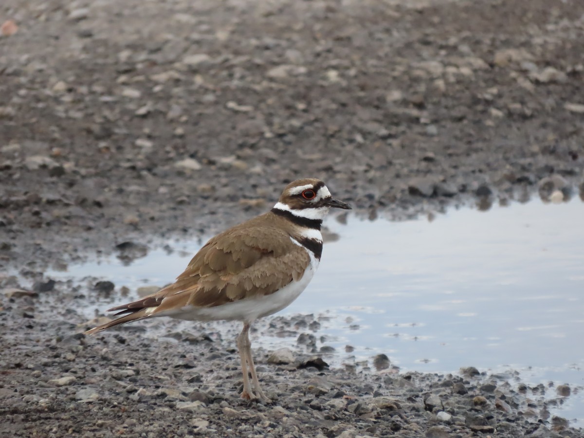 Killdeer - ML618482940