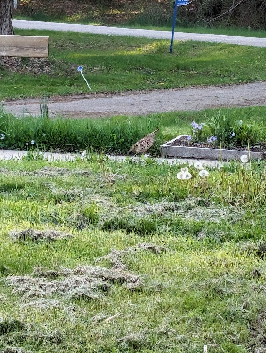 Northern Bobwhite - ML618482945