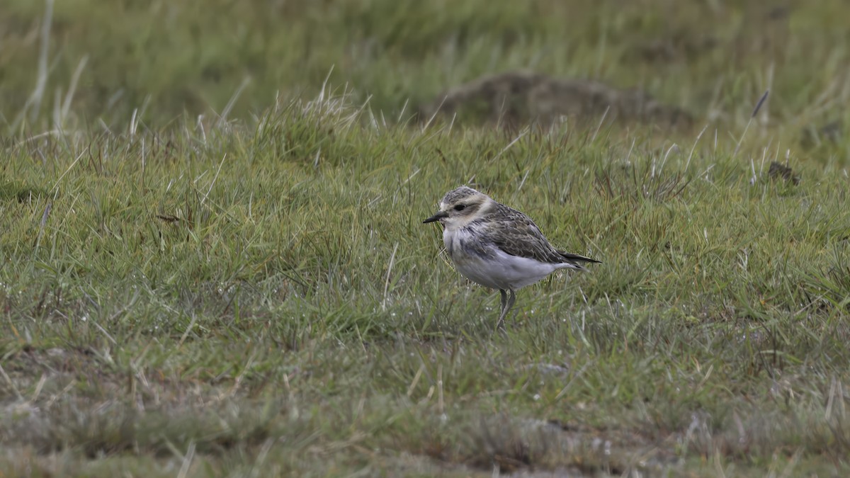 Double-banded Plover - Markus Craig