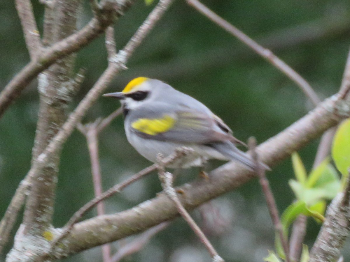 Golden-winged Warbler - Jim Mead