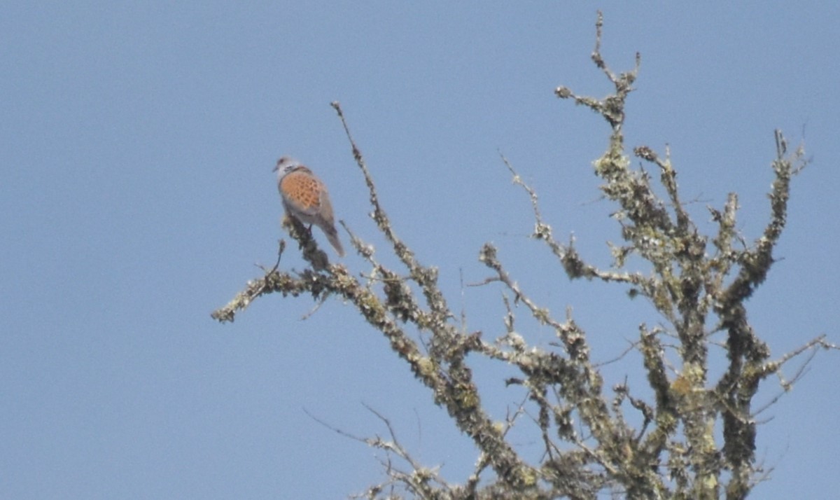 European Turtle-Dove - ML618483020