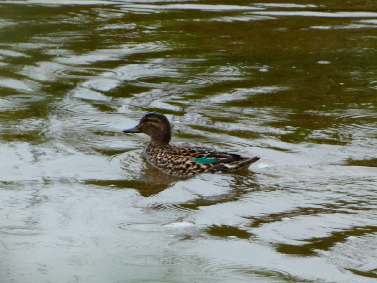Green-winged Teal - ML618483029