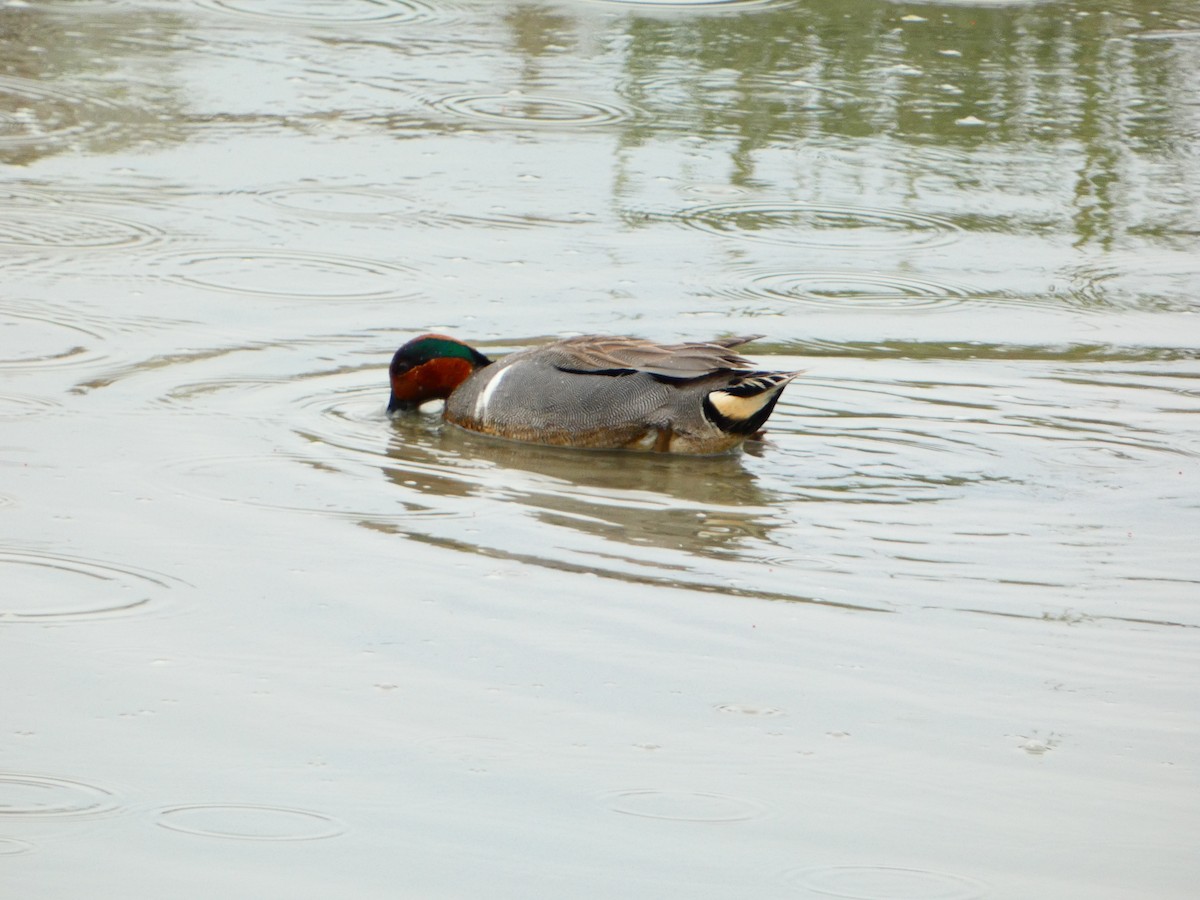 Green-winged Teal - ML618483030