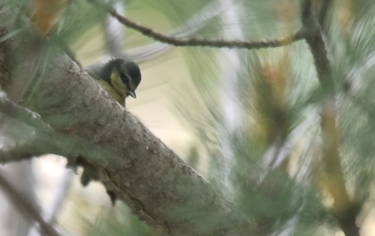 Eurasian Blue Tit - ML618483097