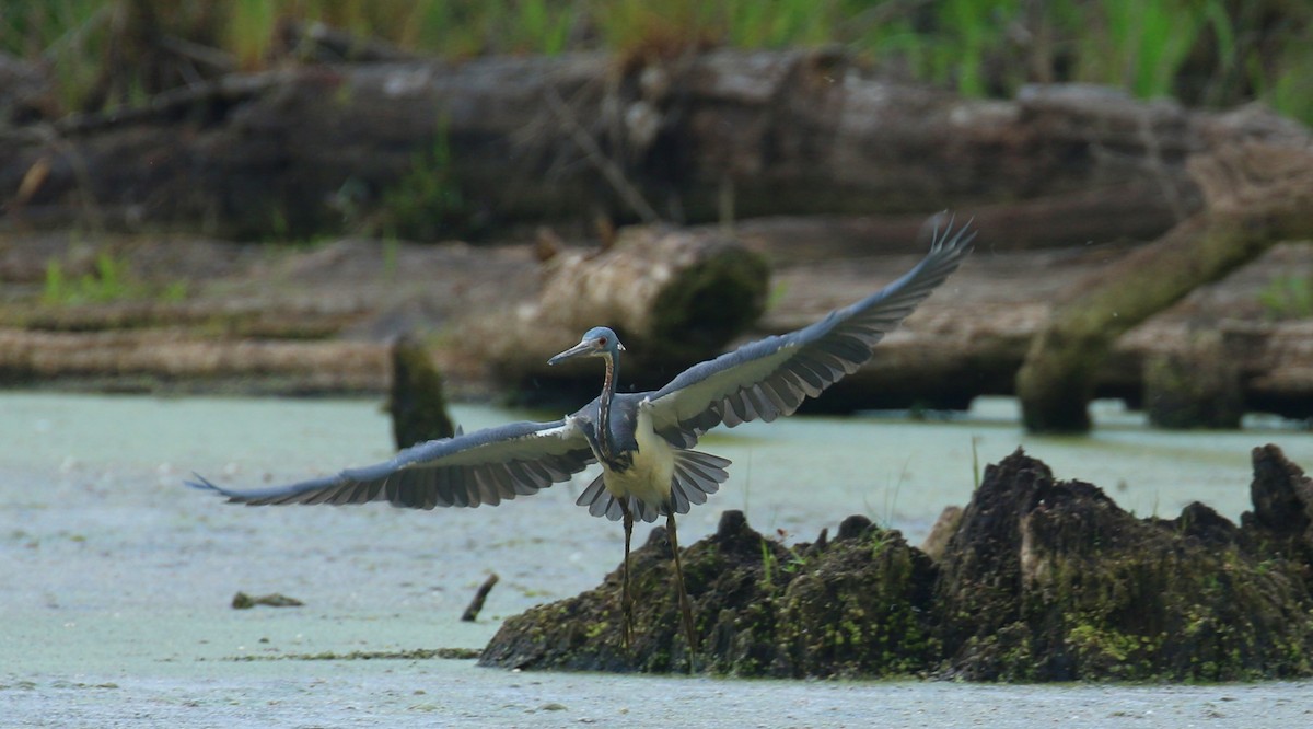 Tricolored Heron - Sujata roy