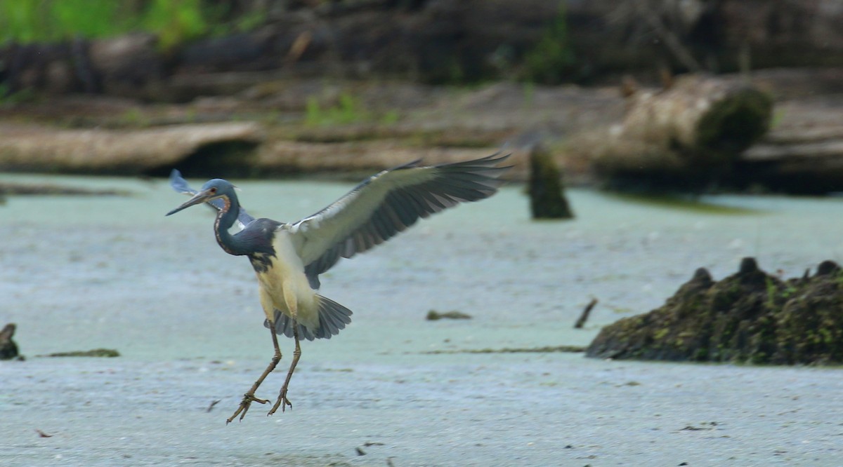 Tricolored Heron - ML618483120