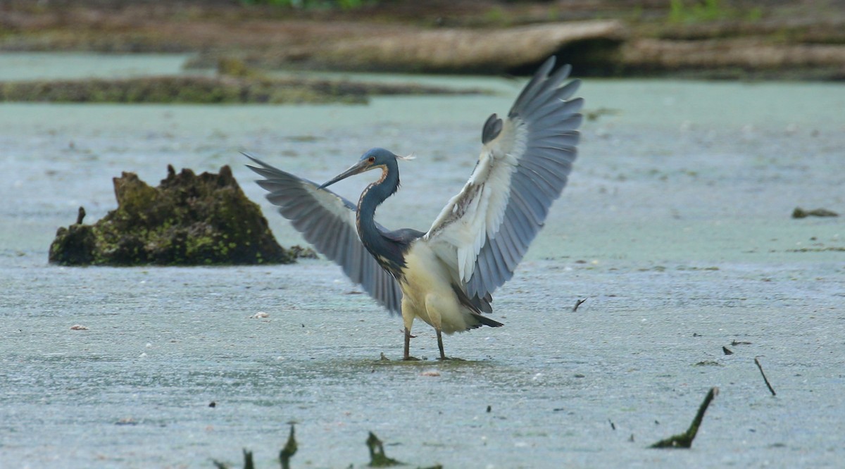 Tricolored Heron - ML618483121