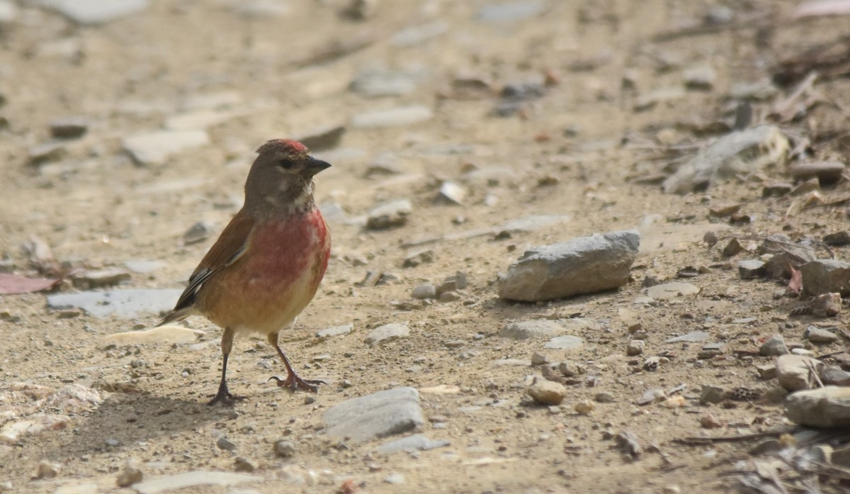 Eurasian Linnet - Luís Santos