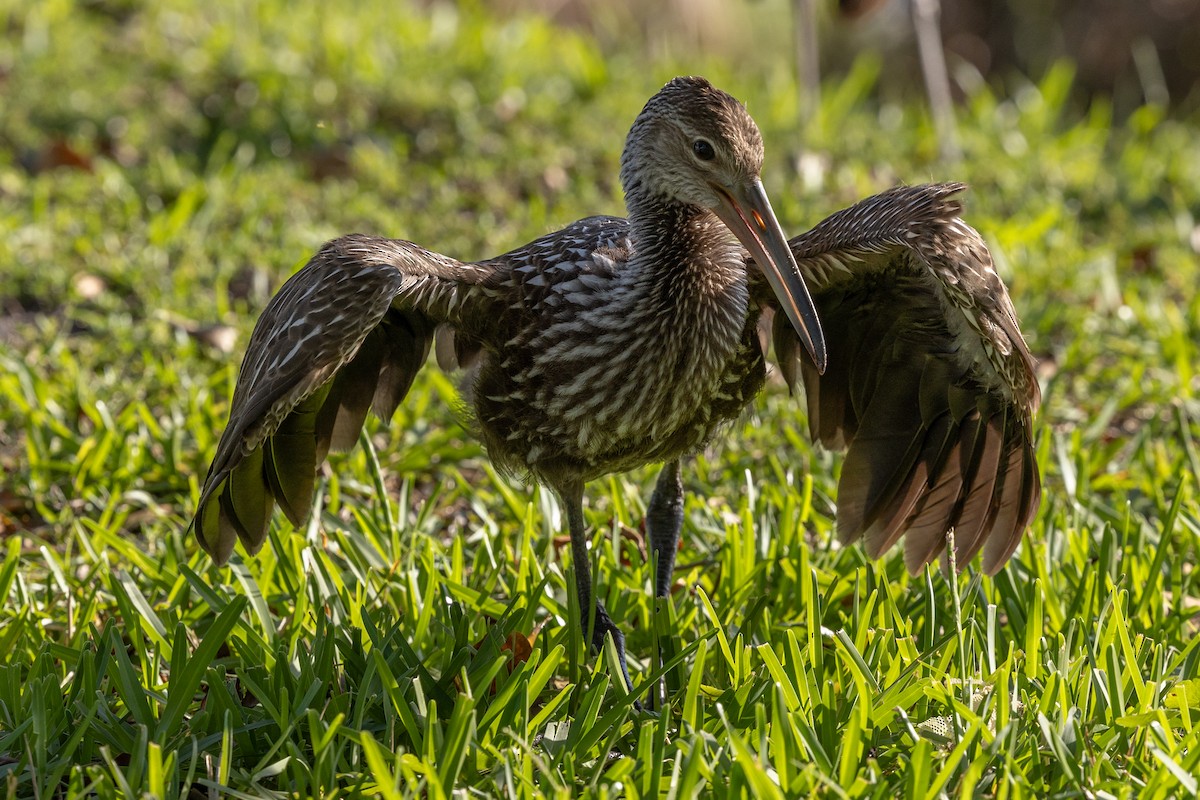 Limpkin - ML618483150