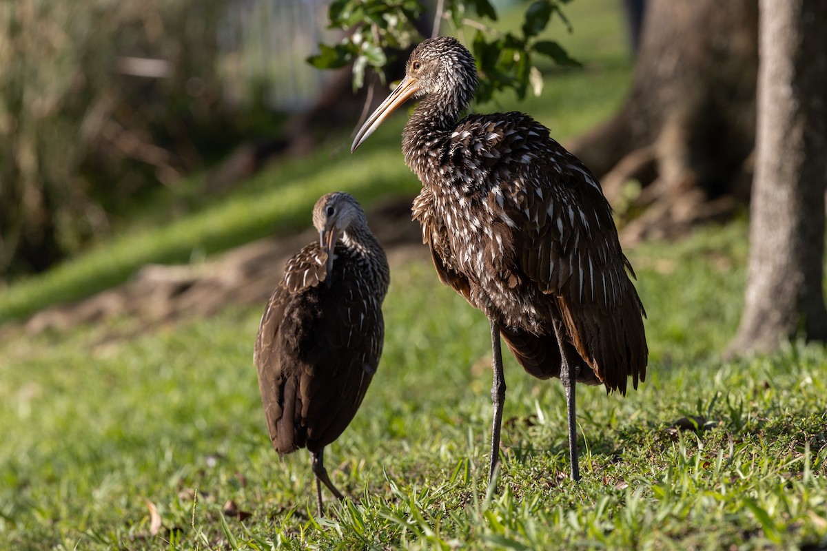 Limpkin - ML618483152