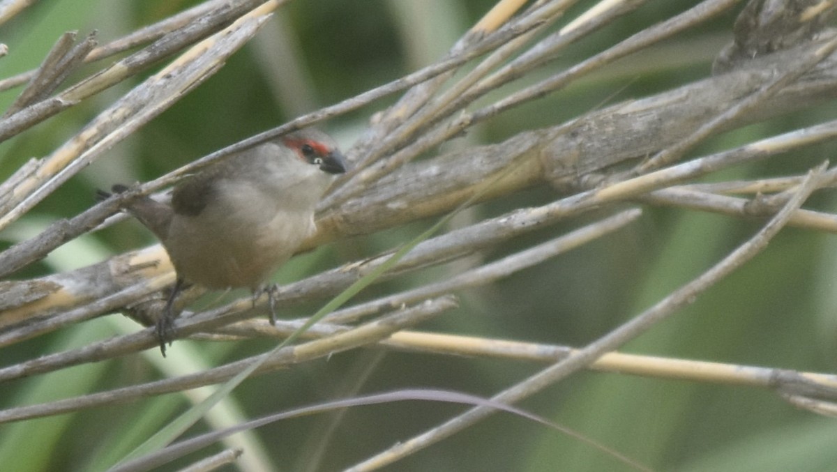 Common Waxbill - ML618483162