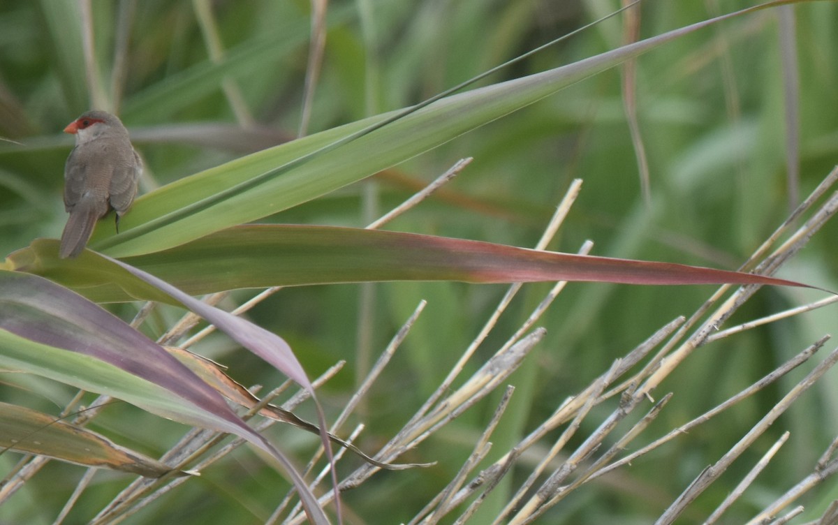 Common Waxbill - ML618483166