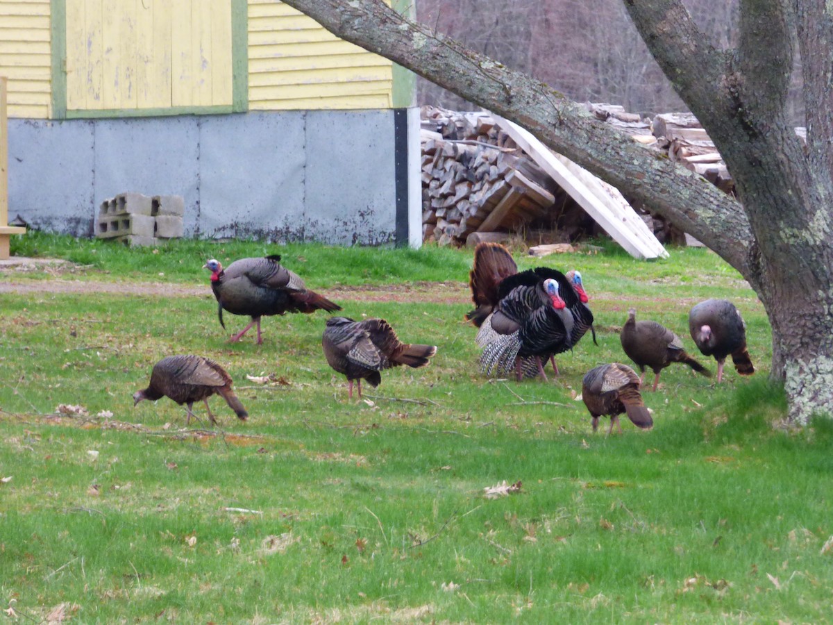 Wild Turkey - Jennifer Popenhagen