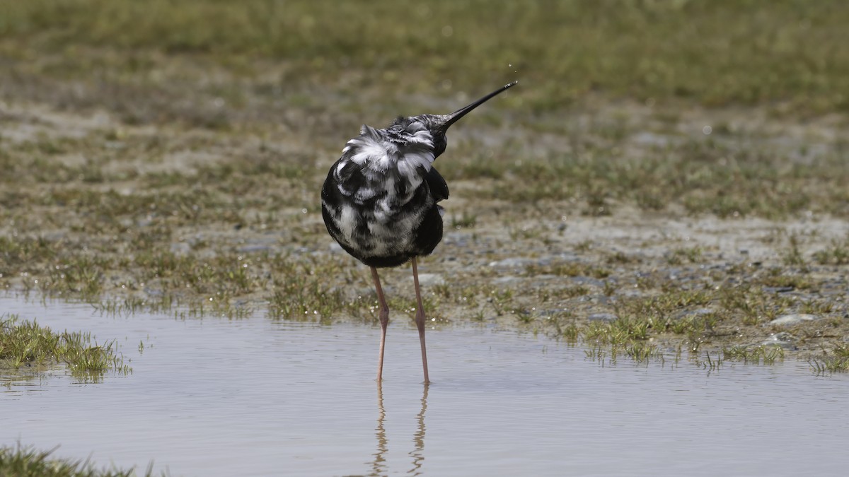 Black Stilt - ML618483189