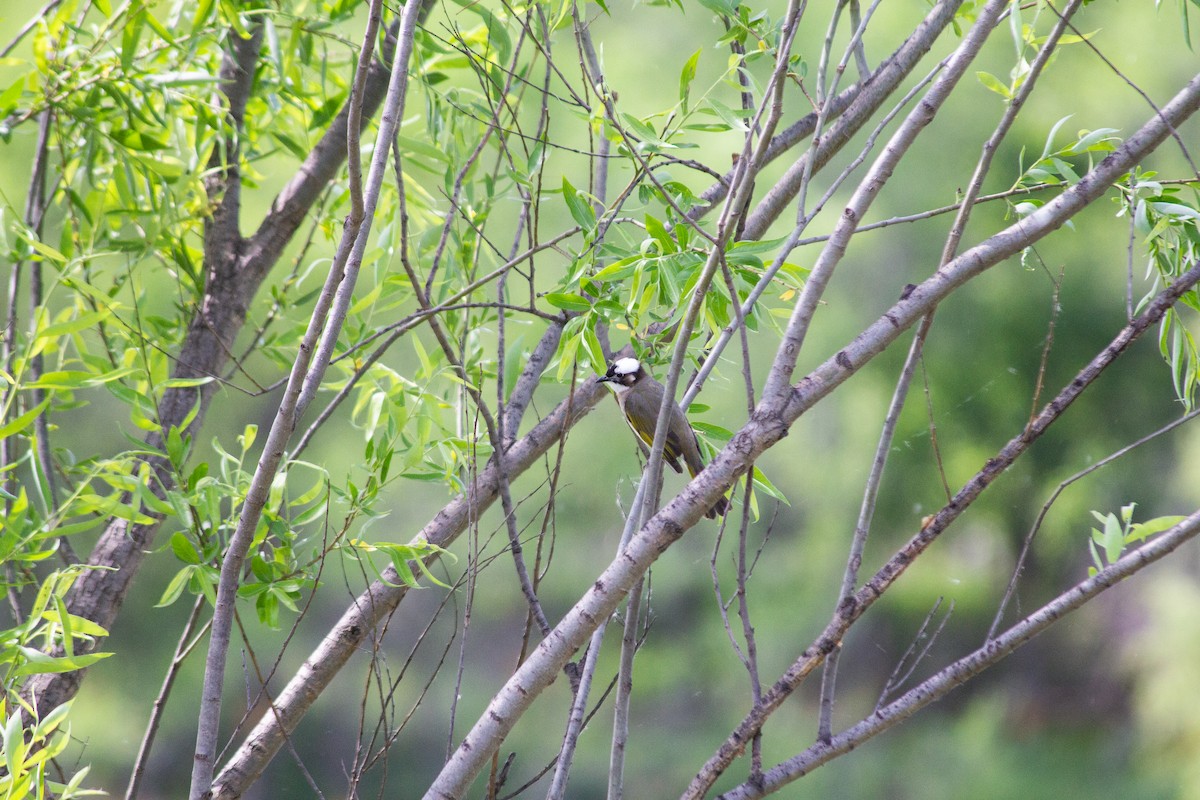 Light-vented Bulbul - Grady Singleton