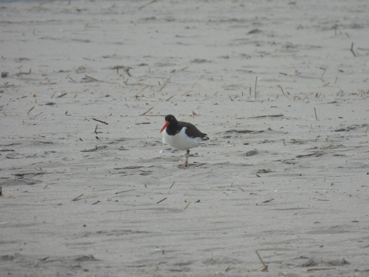 American Oystercatcher - ML618483235