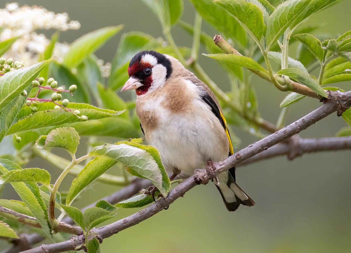 European Goldfinch - Bernat Garrigos