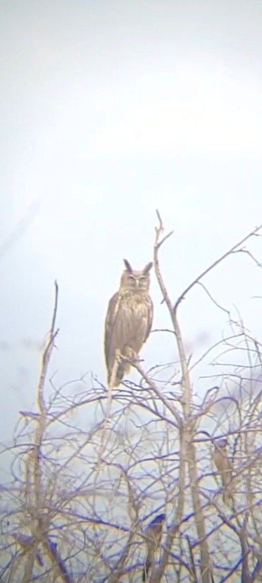 Dusky Eagle-Owl - ML618483300