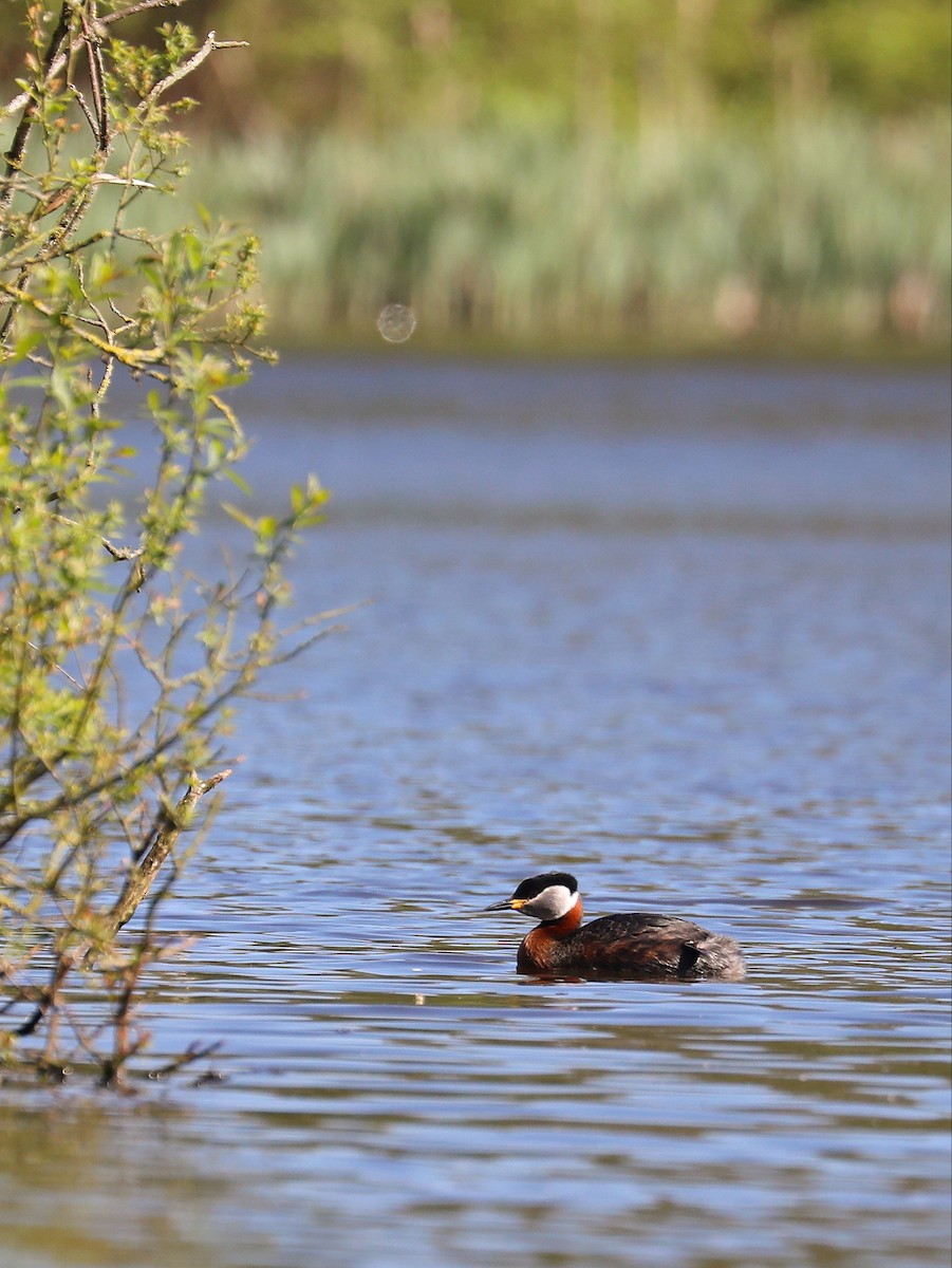 Red-necked Grebe - Matthias Alberti