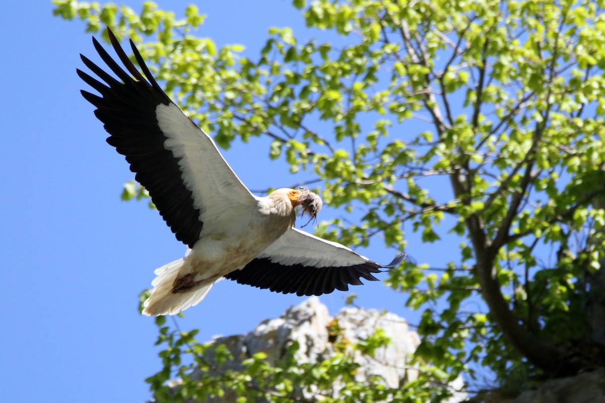 Egyptian Vulture - ML618483367