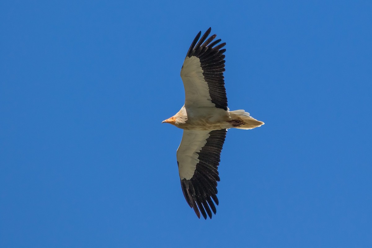 Egyptian Vulture - Delfin Gonzalez