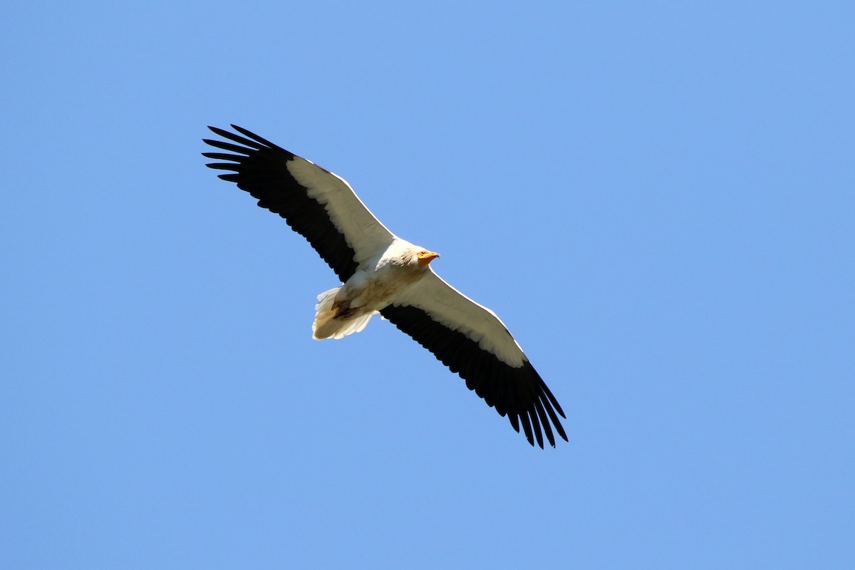 Egyptian Vulture - ML618483370