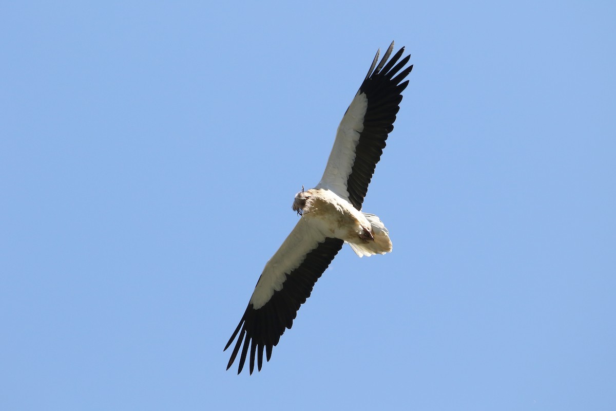 Egyptian Vulture - ML618483372