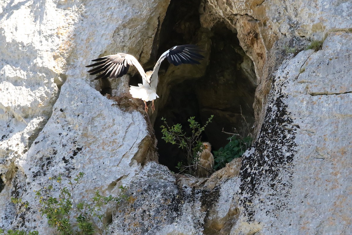 Egyptian Vulture - ML618483373